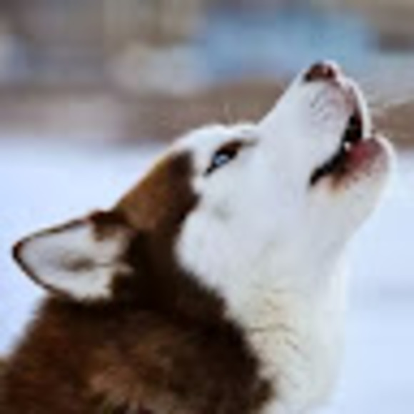 Meet your Posher, Eduardo - Picture 1 of 1